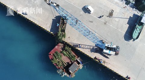  树苗■一棵南海小树苗的“安家”Vlog