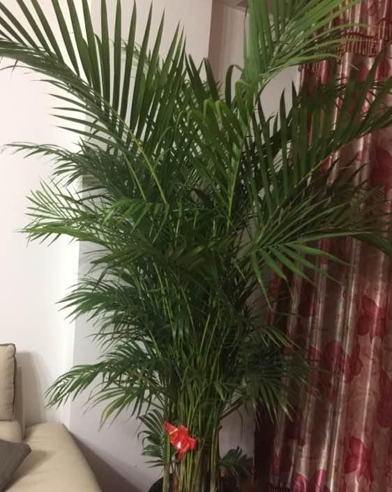  #绿萝#网红植物“凤尾竹”，能净化空气？别花冤枉钱，还不如养盆绿萝