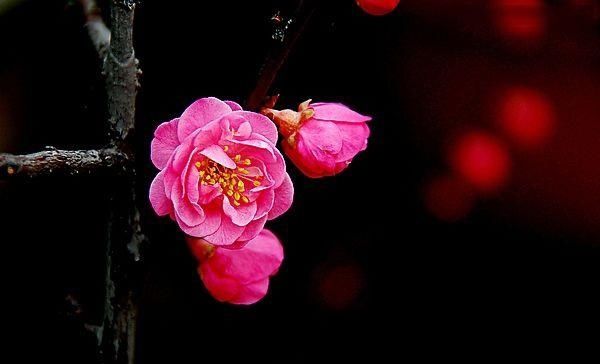 摄影技巧:全黑背景的照片怎么拍?