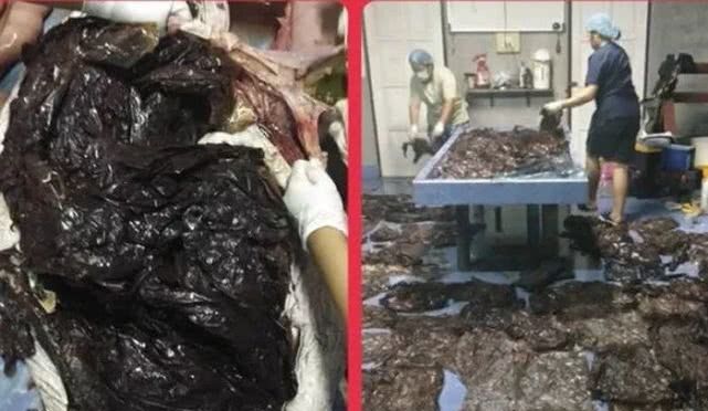 逼疯上海人的“垃圾分类”背后，藏着14亿中国人不知道的残忍真相