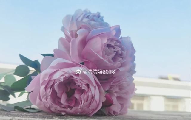  『丰花性好』狼家自育的表现到底如何，戳进来看看花友们的大实话