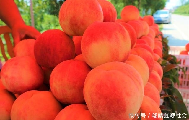  果实@农民种植一种果树，果实秋季成熟，20棵收入30000元！