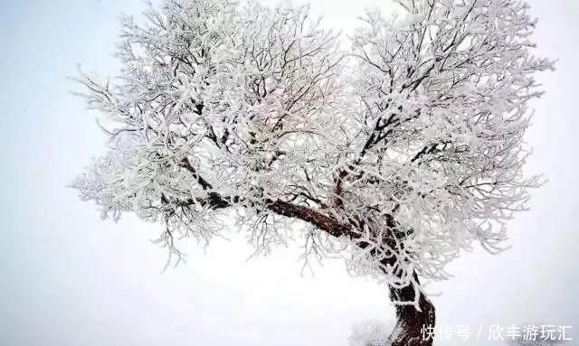 额济纳旗下雪了！雪后的白色胡杨林，惊艳了所有人！