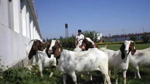  解决■一个困扰美俄的问题，中国放了几千只羊，世界性难题就这