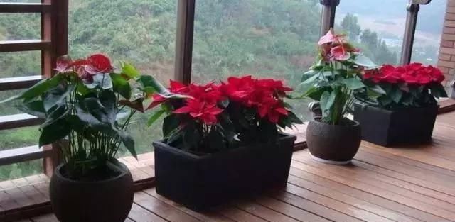  #花盆#懒人盆养花到底好不好，一张图告诉你答案！