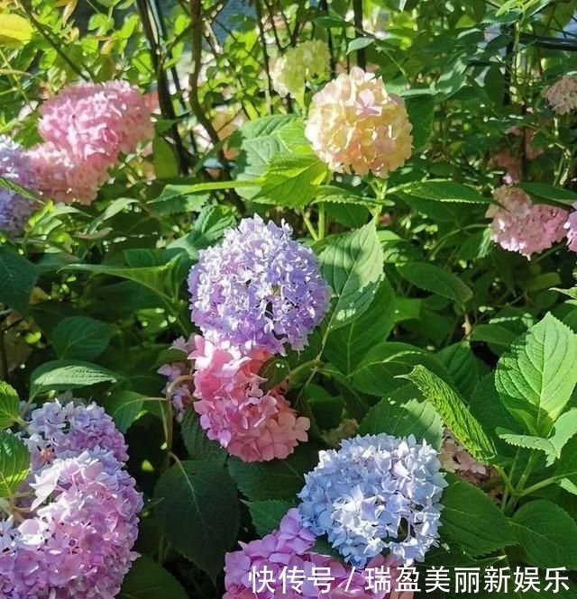  「平方」有了30平方的小院，能将日子过成了诗？简单而精致，优雅而从容！