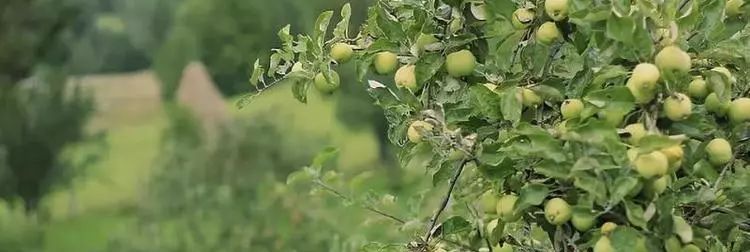  红香果：2020年农村哪些果树能赚钱？ 四种有前途的果树，农民朋