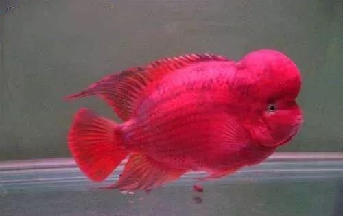  水质■罗汉鱼为什么频繁蹭缸？它们分别是什么表现，又该如何去治疗？
