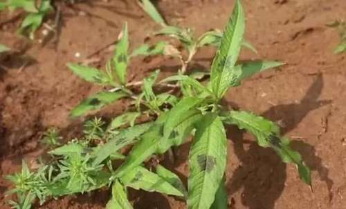 农村这种野菜，人称“黑点菜”，农民以为有毒，殊不知价值珍贵