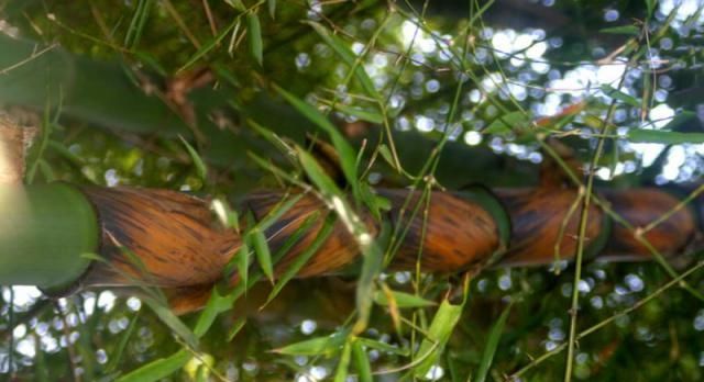 村干部紧急通知，农村3种作物已被国家禁止种植，不知情会被严惩