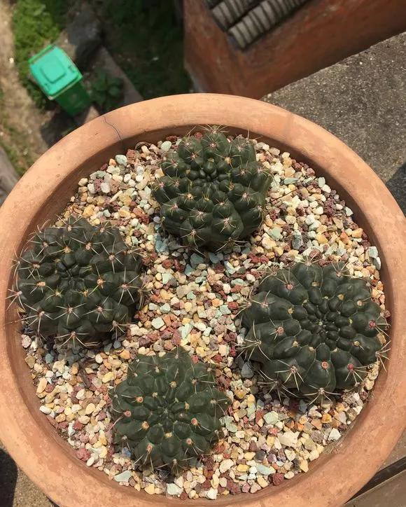  「还要」4种仙人掌植物“爱开花”，一开一大片，比蟹爪兰还要好看！