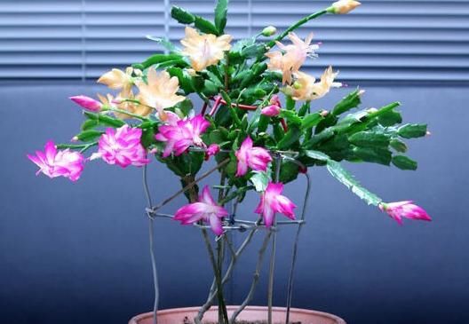  「兰更」一盆花，两种植物，嫁接后的蟹爪兰更高雅，掌握要点，你也是大神