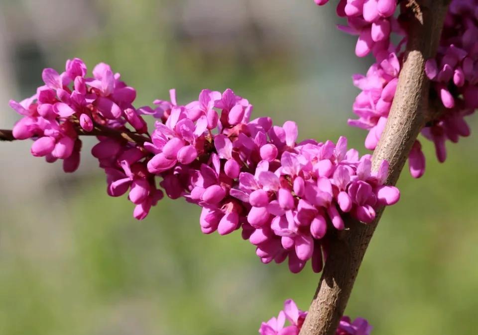 「贴梗海棠」10种春天路边常见的先开花后长叶植物