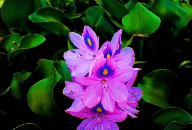  邻居■神奇！邻居送了一棵苗，随手种在花园，长疯了！