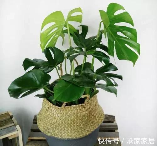 家里|这2种花最“养人”,家里养1盆,空气清新,还杀菌