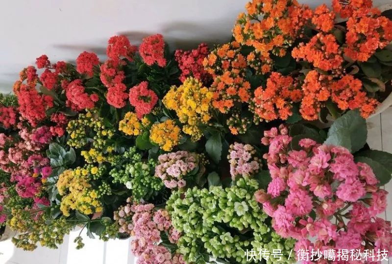 小妙■养花小妙招,花开爆满盆
