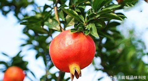 『嫁接』石榴树花开似火,果多子多!它嫁接什么花最好呢?
