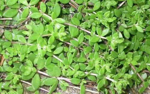 『杂草』这种植物被当作杂草处理,花店老板拔出30棵,一盆卖10元!