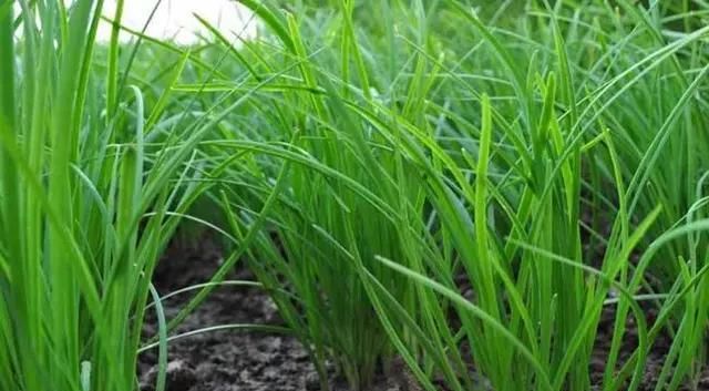  『种植』农村种植韭菜，叶、杆都老是长不肥，是少肥吗？