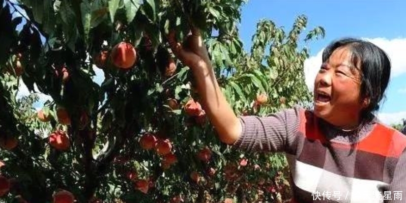  「果子」4万斤果子挂高树，2元一斤卖不动，果农无奈，这年该咋