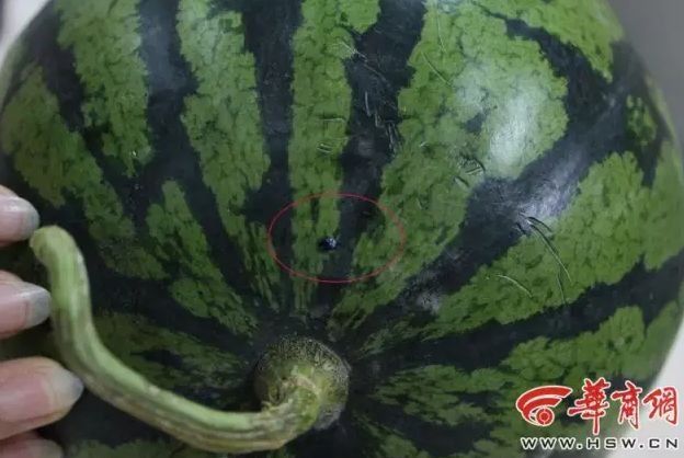 桃子西瓜同吃要人命?紧急通知“1998年的大洪水”要来?一文看懂盛