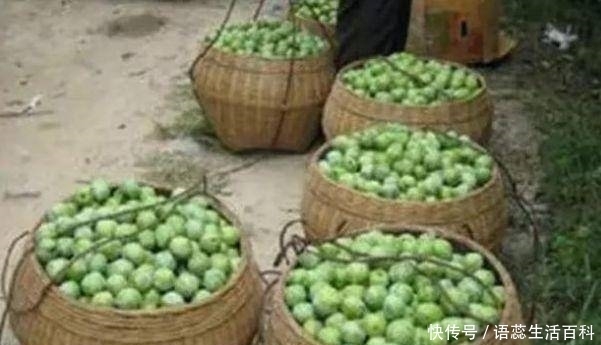  「李子树」农村常见的果子，掉一地没人稀罕，城里人想买却心疼