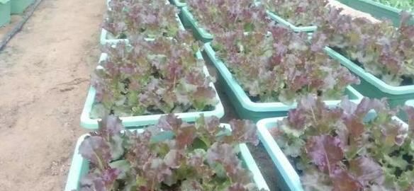  『营养』阳台盆栽种菜好看实用，首选4种果蔬，生吃健康营养又美味