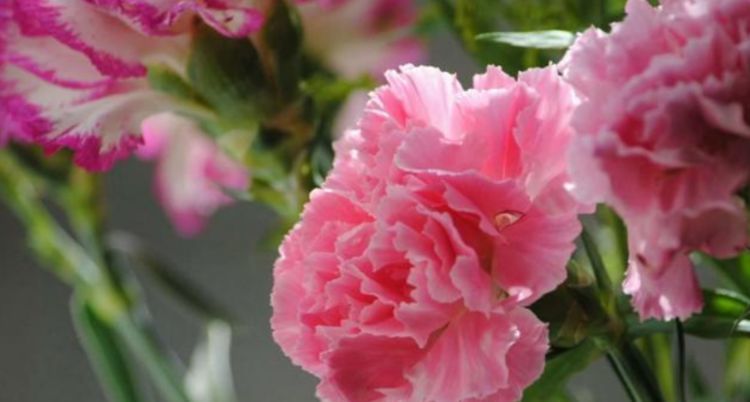 #美超仙#这几种花,花朵漂亮美超仙,四季绽放花量大,美爆了你家园