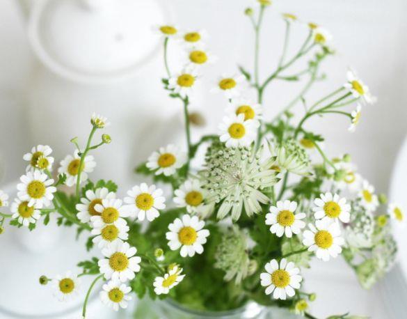 藤本植物,有它就够了,一树多色花,一年三季开花,给你一片花海
