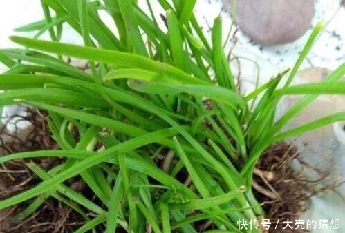  塑料■冬季养盆栽韭菜，只需做“1步”，叶子又肥又壮，收获一茬接一茬