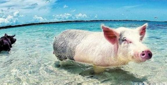 水手丢下几头猪在荒岛上，万万没想到，这个岛却成了猪的天下