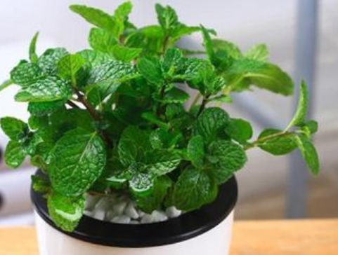 『茉莉花』“3种花”养卧室,改善睡眠质量,睡得香,很多花友都喜欢!