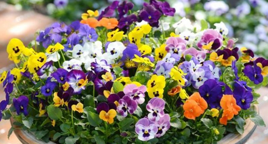 『随便』4种花好养又漂亮,随便养都爆盆,花期长花量大,满屋飘香!