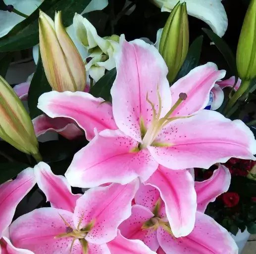  『美出』4种“女神花”，名字好听，花更美，高端大气上档次，美出新天地