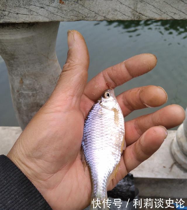 #把它放生#海淀区昆玉河,鲫鱼开口,送你钓小鱼攻略