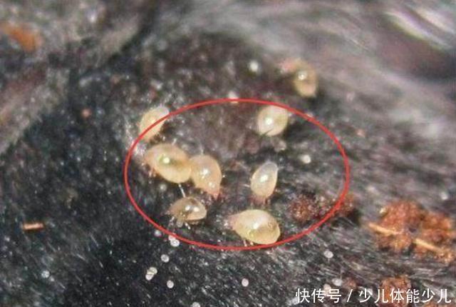 「螨虫的生」卧室螨虫成窝,广东宝妈一招把螨虫彻底去除,螨虫1只也找不到