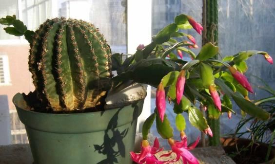  『蟹爪』大姐把“蟹爪兰”养成了圣诞树，一次开花就有上百朵，用了一偏方