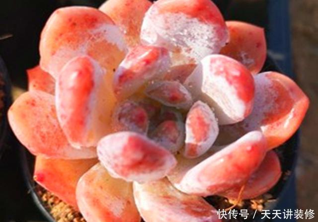 「雅致」玲珑雅致的多肉雪天使,养护要注意这些,才会莹如雪,艳如霞