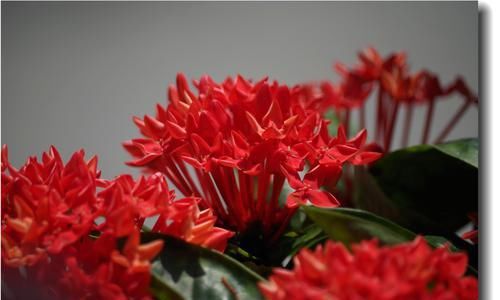  「植株」此花植株密集，开花量大，花期还较长，植株低矮，是家庭养护花卉