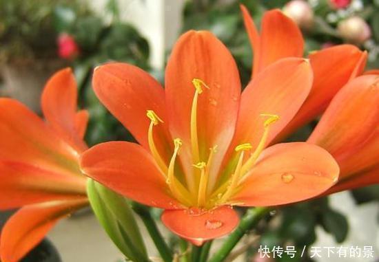  养殖|养“君子兰”坚持十年，总结出的养花秘籍，说的句句在理