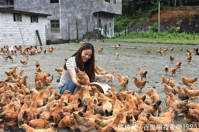  #鸡粪#曾经在农村很火的“林下养鸡”，为啥近年来没人干了？你