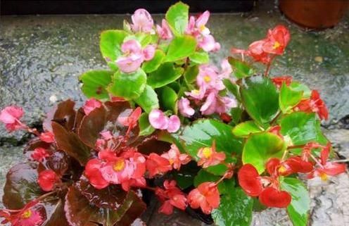  『浇水的时』这6种不宜'喷水'的盆栽，家里种植少浇水，否则养出的不尽人意