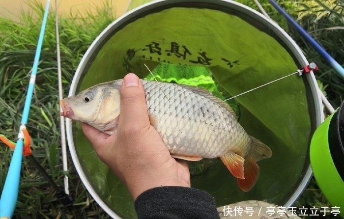 『鱼竿』野钓鲫鱼,打窝诱钓草鱼和鲤鱼,钓获的鱼类全部放流