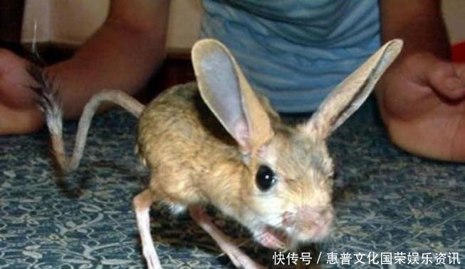  #蜘蛛#你觉得可能不存在，但世界上还真有的那些生物