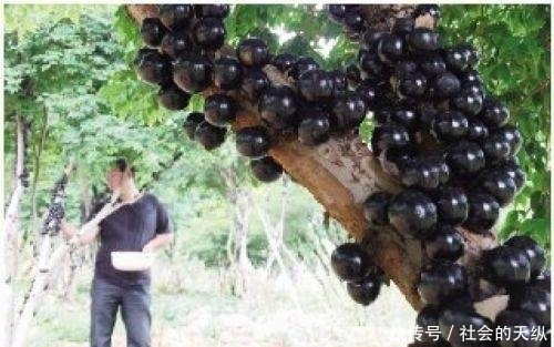 男子逛公园的时候，见树上满是黑色“肿瘤”，好奇走近后，惊喜了