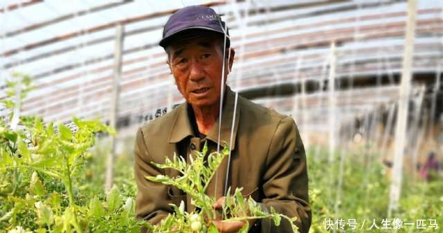 农村老汉用儿子在日本打工挣的70万建8个大棚，为省钱抽烟叶