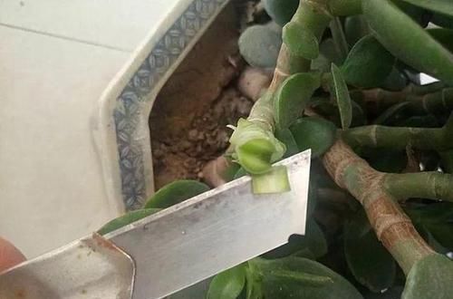  玉树：长寿花教你一招，老桩来的快，开的花也多，现在养护正当时！
