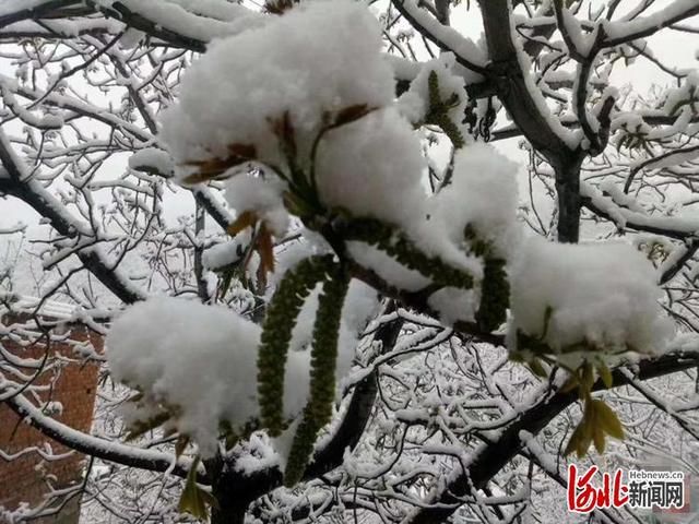  #相关#河北赞皇突降大雪 相关部门积极应对