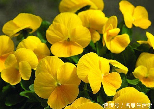 家里■喜欢在家里养花,此3种花则是首选,开花似蝴蝶飞舞,充满韵味