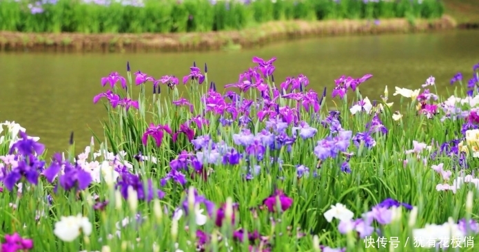 紫色耀眼的花菖蒲，花色丰富多彩，花型婀娜多姿，简直美炸了